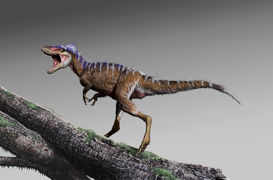 Fragments of the newly-discovered tyrannosaur Moros intrepidus suggest a diminutive size and a knack for speed.