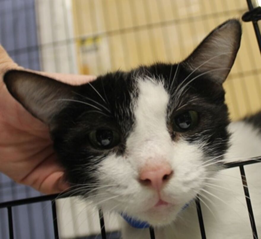 A picture of a cat at the Chatham County Animal Shelter