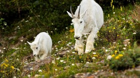 Two mountain goats on a mountain