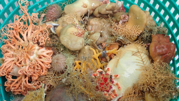 Deep-sea sponges and other invertebrates in a collection basket during a bottom trawl survey.