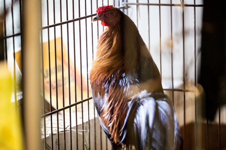 The Austin Animal Shelter, which has a no-kill policy, is trying to find homes for the 32 roosters.