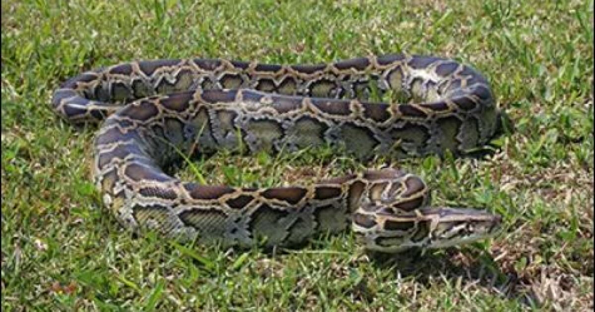 Most constrictors caught during annual summer python challenge were hatchlings
