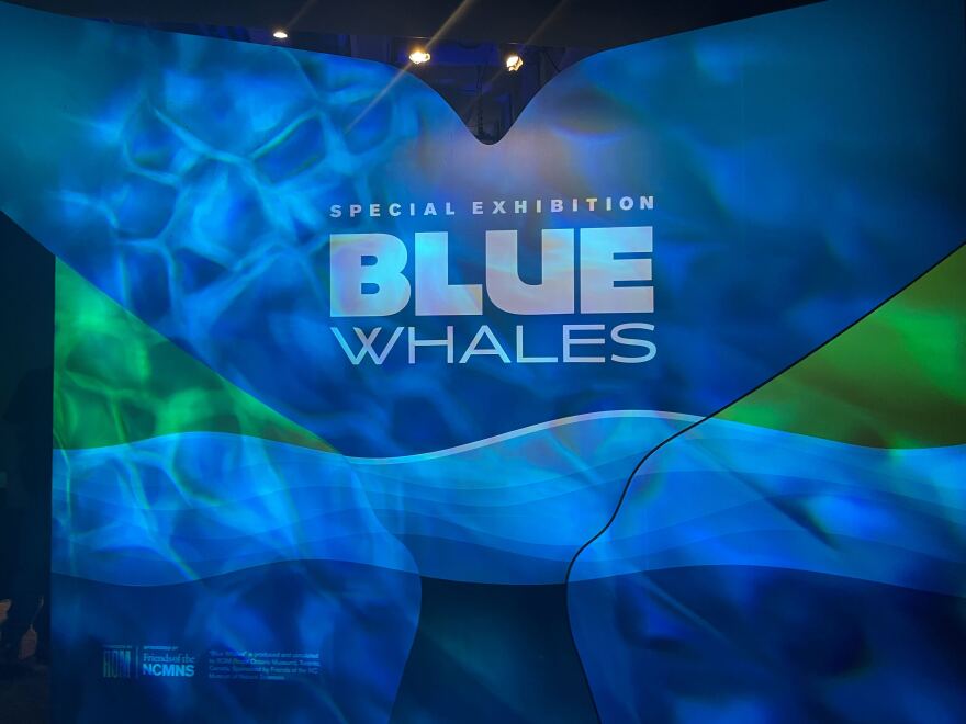 Blue Whales exhibit at the North Carolina Museum of Natural Sciences in Raleigh.