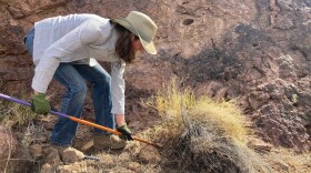 Kim Franklin from the Arizona Sonoran Desert Museum digs up a tuft of invasive bufflegrass in Saguaro National Park. (Peter O'Dowd/Here & Now)