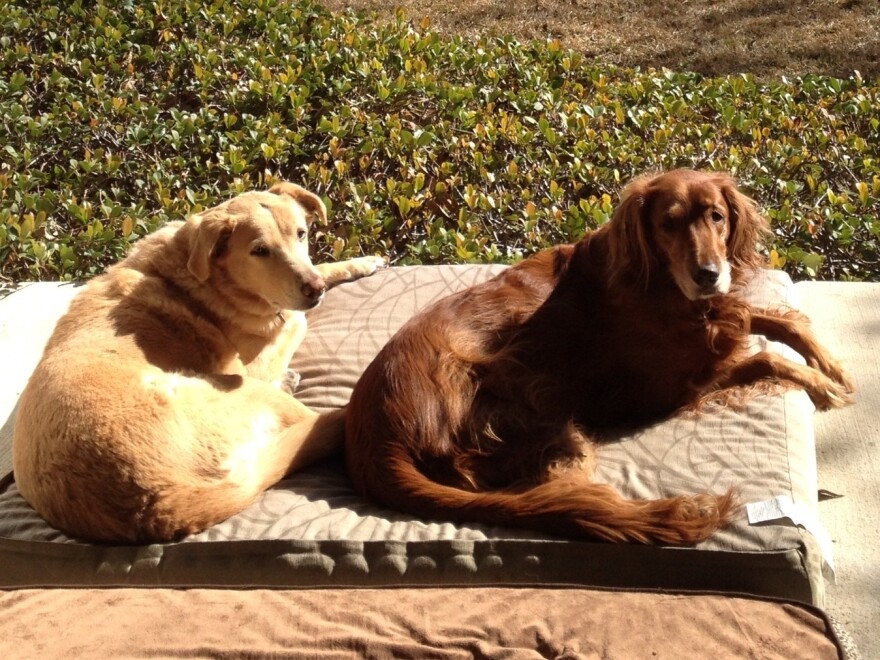Wade Goodwyn's dogs, Miles and Rosie, greeted James Lee Woodard eagerly.