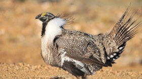 A sage grouse on sandy ground.