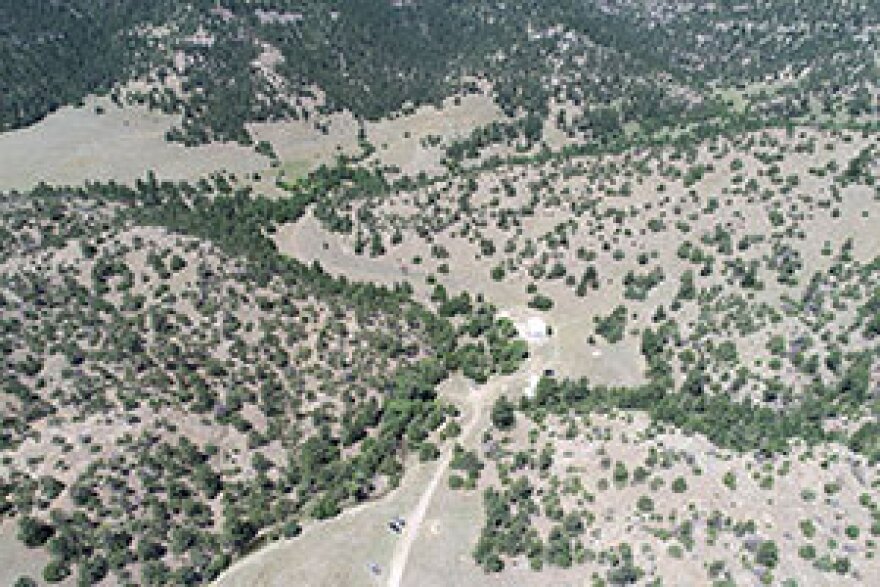 An aerial shot of evergreen trees in a valley.