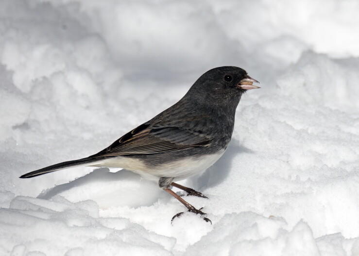 A Dark Eyed Junco bird.