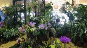 Orchids Santa Barbara County, and around the world are featured at the Santa barbara International Orchid Show,