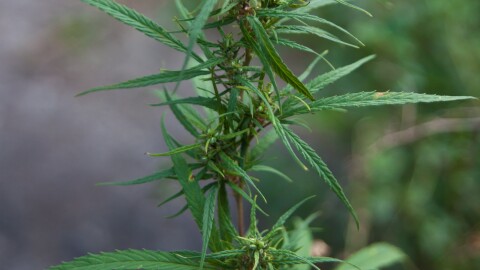 A marijuana plant