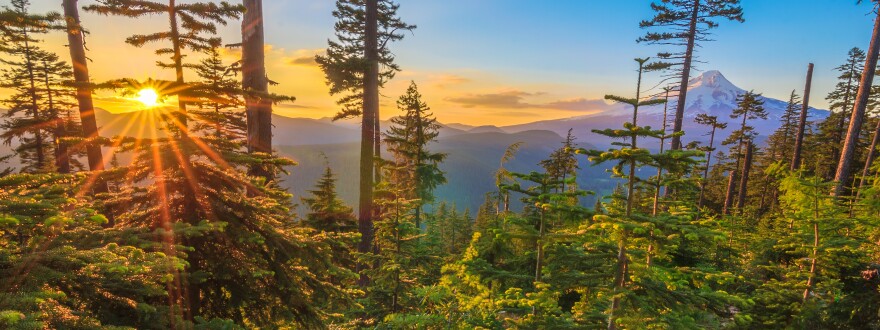 Sun rising through evergreen trees in Oregon’s Cascade Range, with Mount Hood visible in the background above forested hills.