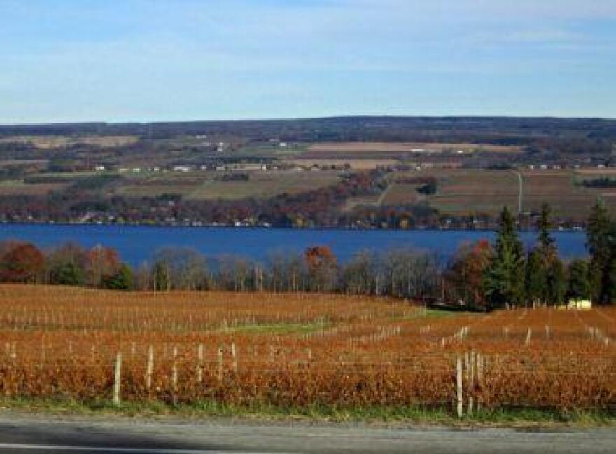 Seneca Lake vineyard. Credit Jenna Flanagan/Innovation Trail