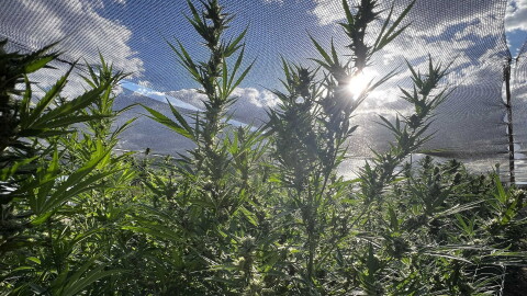 Cannabis producers, like High Maintenance in Socorro, along with testing labs and wholesalers, say they have lost money during the transition to a new tracking system implemented by the state. In a legal challenge to the new system, a District Court Judge issued a continuance Monday, to see how the system performs with retailers, who started using it Tuesday morning.