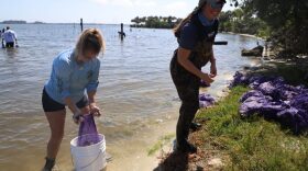  Cari Wiggins, left, and Natalie Anderson, right, prepare to disperse clams into the Indian River Lagoon. At the event, more women attended than men. Anderson said when she first joined the clamming industry four years ago, there were only a handful of women, but more are joining.
