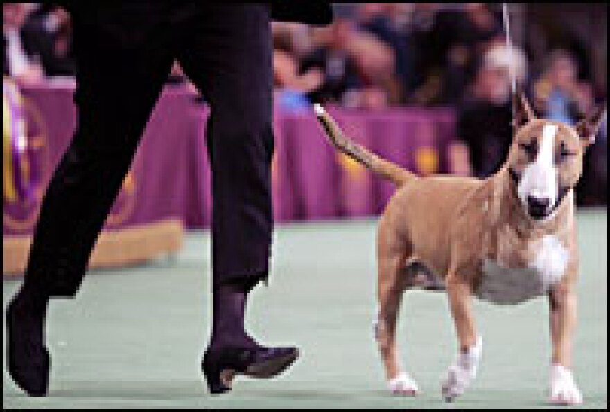 Westminster Dog Show Champion with audience in the year 2022