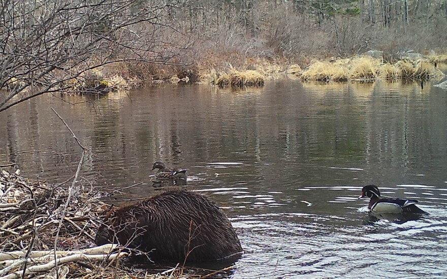 A view of the edge of a beaver pond in Hancock N.H. from a wildlife camera.