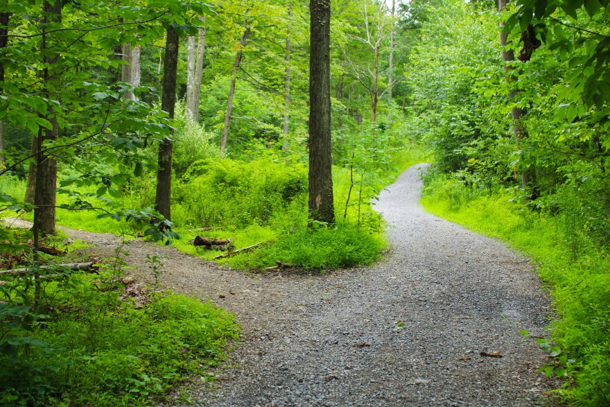 Fern Winder Trail (left) breaks off from Musser Gap Trail (right) in Rothrock State Forest on July 18.