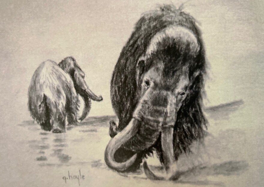  Illustration of two mammoths, one woolly with large tusks, one in the distance from behind