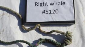 One section of rope pulled off 5120's tail shows a purple zip tie nub.