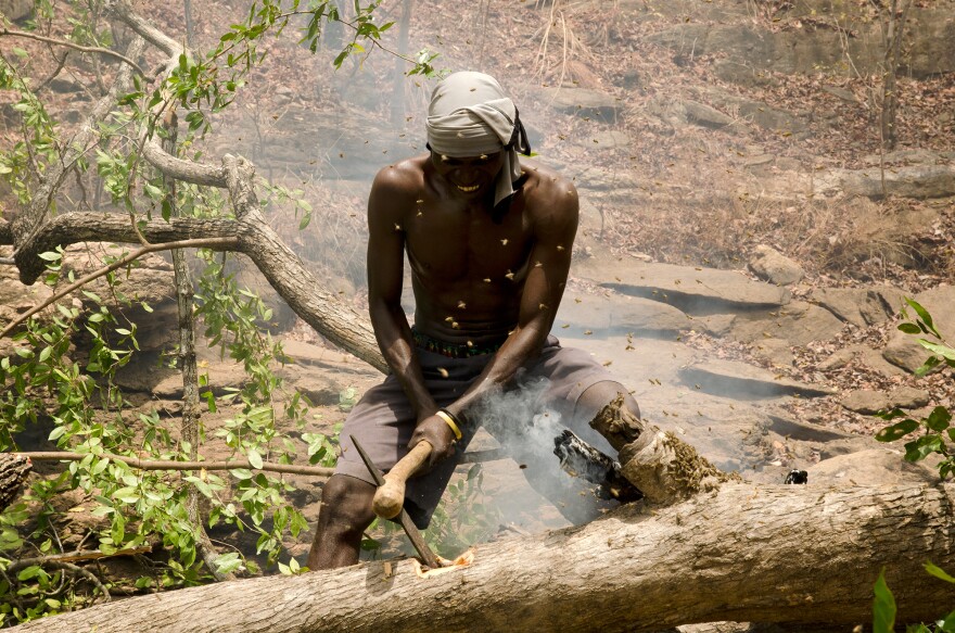 Yao honey hunter Orlando Yassene chops open a bees' nest in a felled tree in the Niassa National Reserve, Mozambique.
