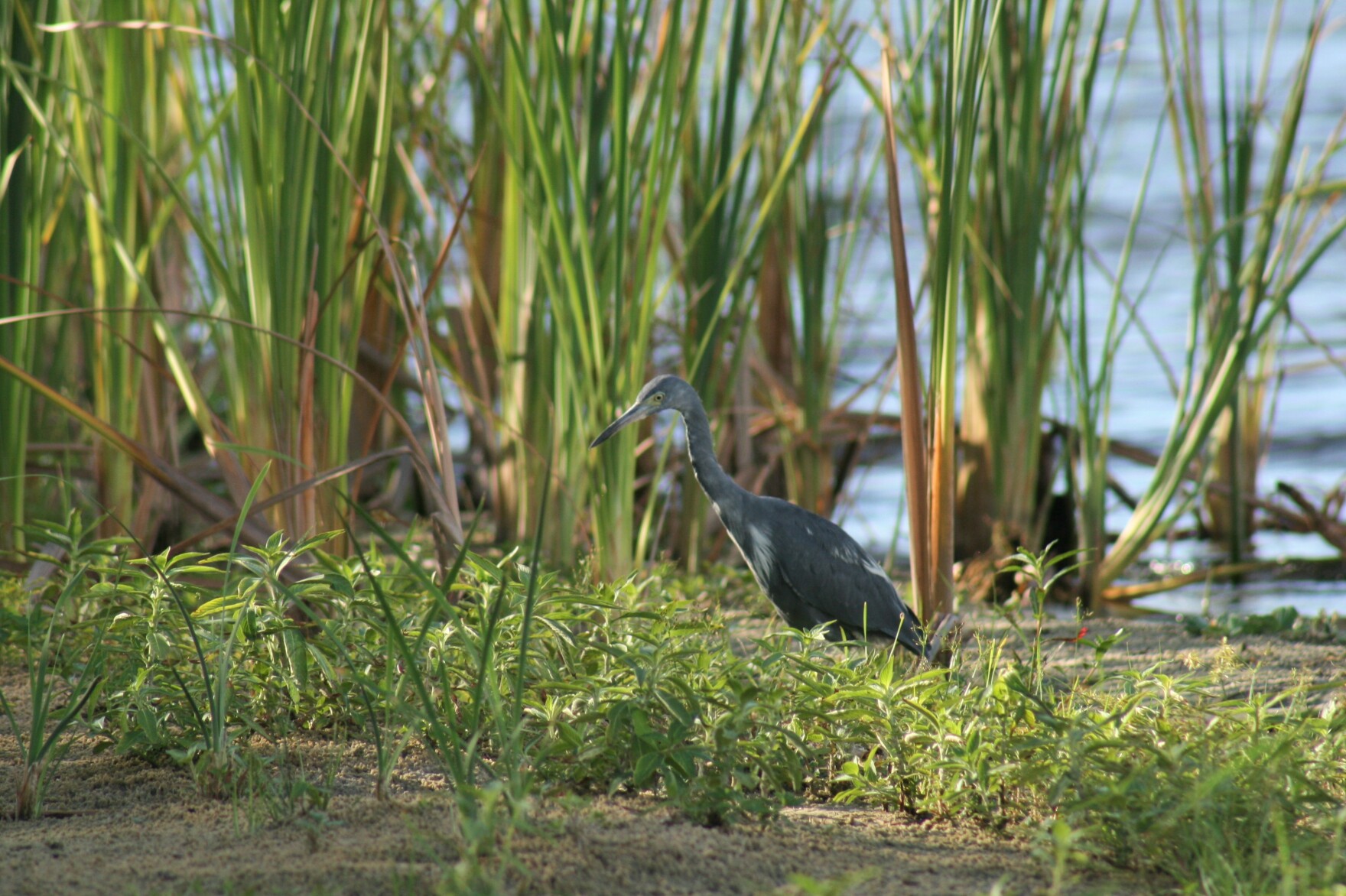 In Manatee, changes would allow developers to build closer to wetlands