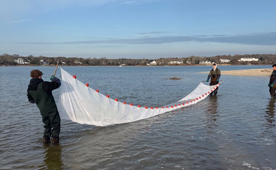 two students pull a seine net through shallow water