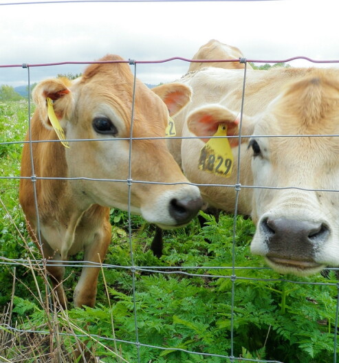 cows