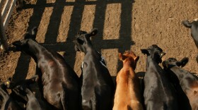 A photo from the Oklahoma National Stockyards near downtown Oklahoma City.
