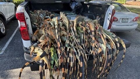 Cold-stunned iguanas piled up in the truck of professional iguana trappers.