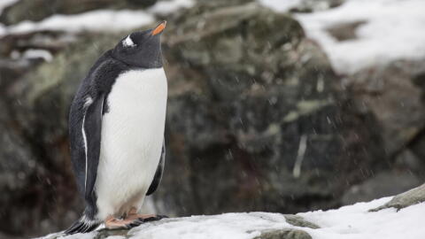 A Gentoo penguin, which researchers divide into four distinct species, one of which was previously unknown to scientists. (Courtesy of Keith Barnes)