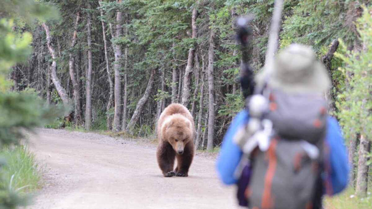 Here’s Why You Should Never Hike in Bear Country Unprepared: The Yellowstone Grizzly Attack That Changed Everything https://npr.brightspotcdn.com/dims4/default/54a37ee/2147483647/strip/true/crop/681x383%2B4%2B0/resize/1200x675%21/quality/90/?url=http%3A%2F%2Fnpr-brightspot.s3.amazonaws.com%2Flegacy%2Fsites%2Fupr%2Ffiles%2F201605%2FPerson-and-approaching-bear-photo-copyright-Jake-Bortsch-688-px.jpg