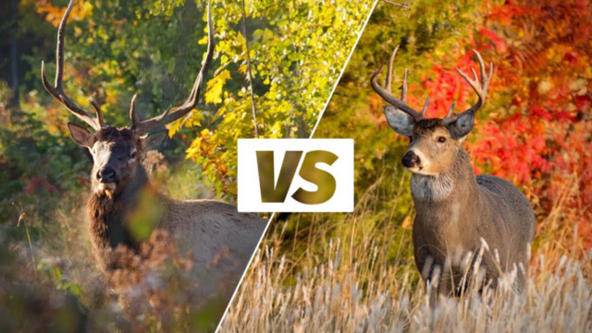 Those hunting deer reminded to watch out for elk