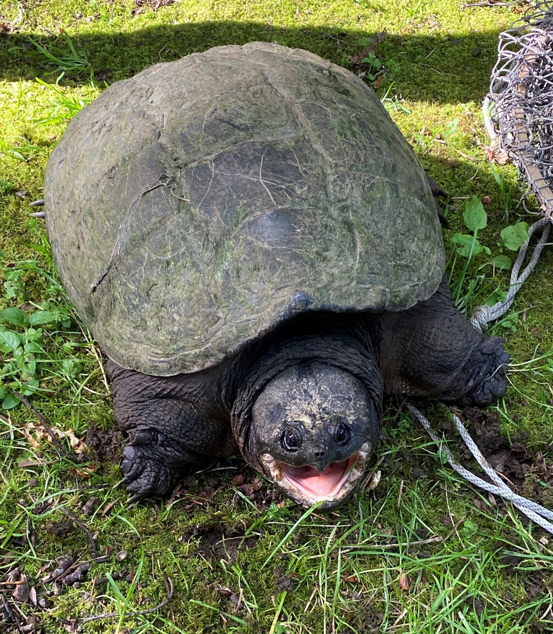 Invasive snapping turtles' spreading presence across Oregon prompts