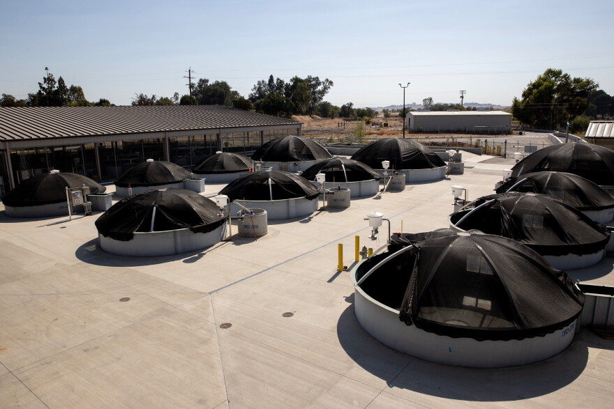 The Salmon Conservation and Research Facility in Friant, Calif., on Sept. 23, 2026.
