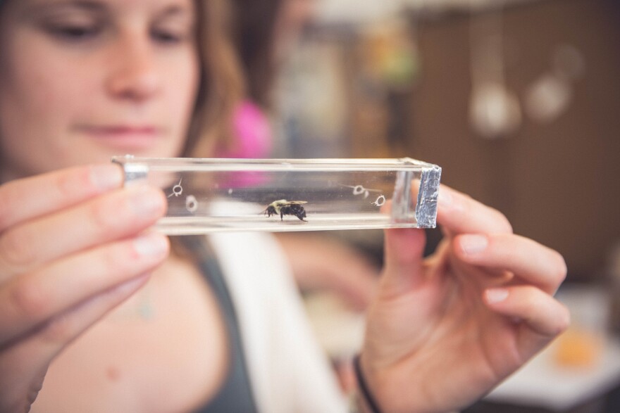 Felicity Muth holds up a glass cylinder containing a solitary bee.