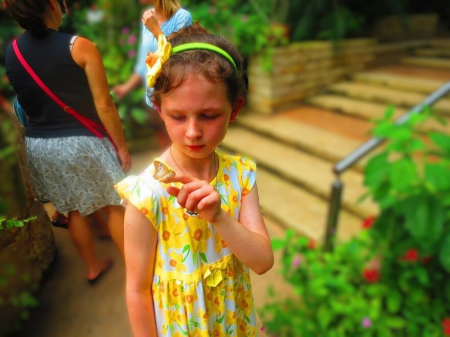 Tropical butterflies make their home in the Sammon's Butterfly House and Insectarium at Texas Discovery Gardens.