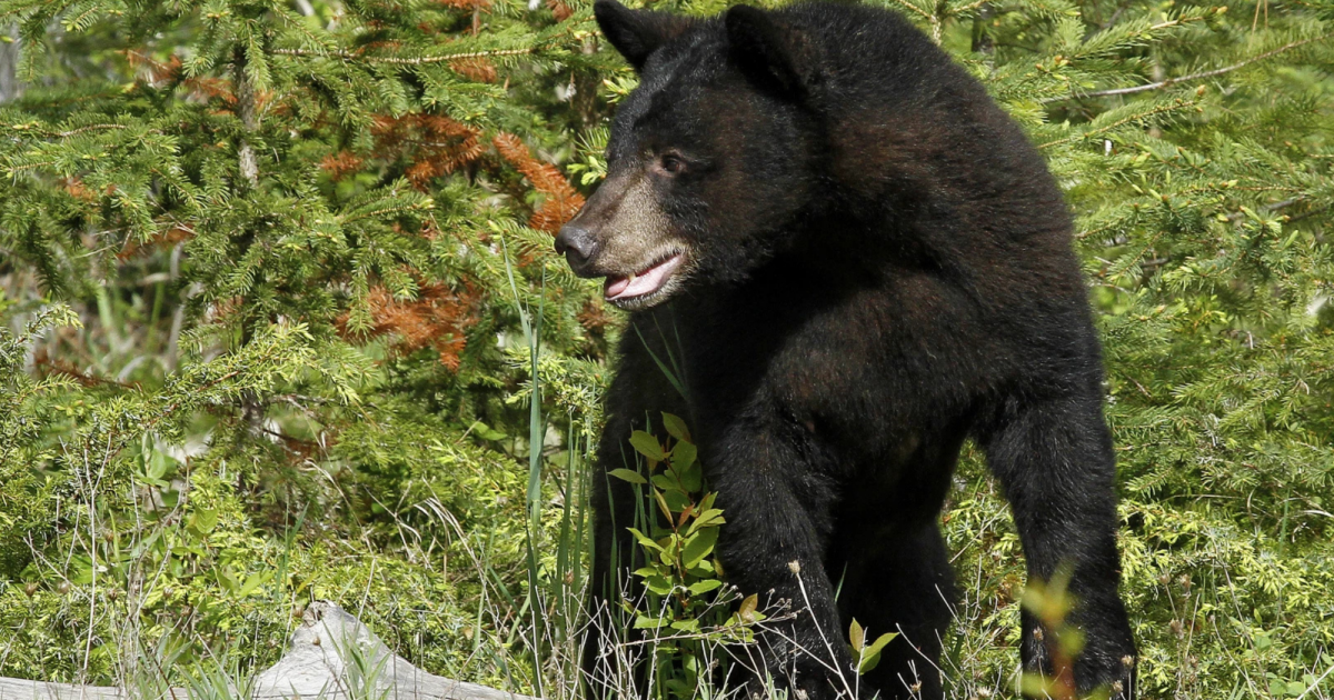Colorado Parks and Wildlife investigating bear shot by Paonia resident