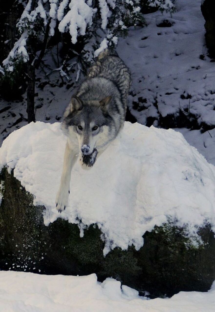 Apart from being a wolf, Isis plays with Kroschel like a pet husky. Photo: Jillian Rogers, KHNS-Haines.