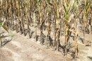A cornfield near Whiteville in Columbus County in mid-July 2024. Much of this year's crop has fallen victim to dieback or necrosis due to drought.
