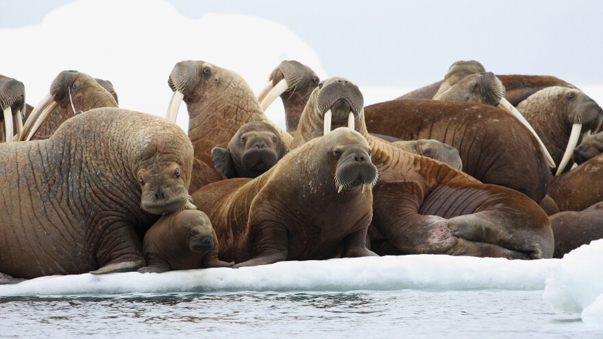 The Pacific walrus is facing "extinction from climate change" after the White House refused to list the species as endangered, one conservation group says.