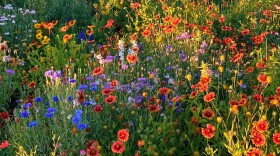 Flowers in a garden