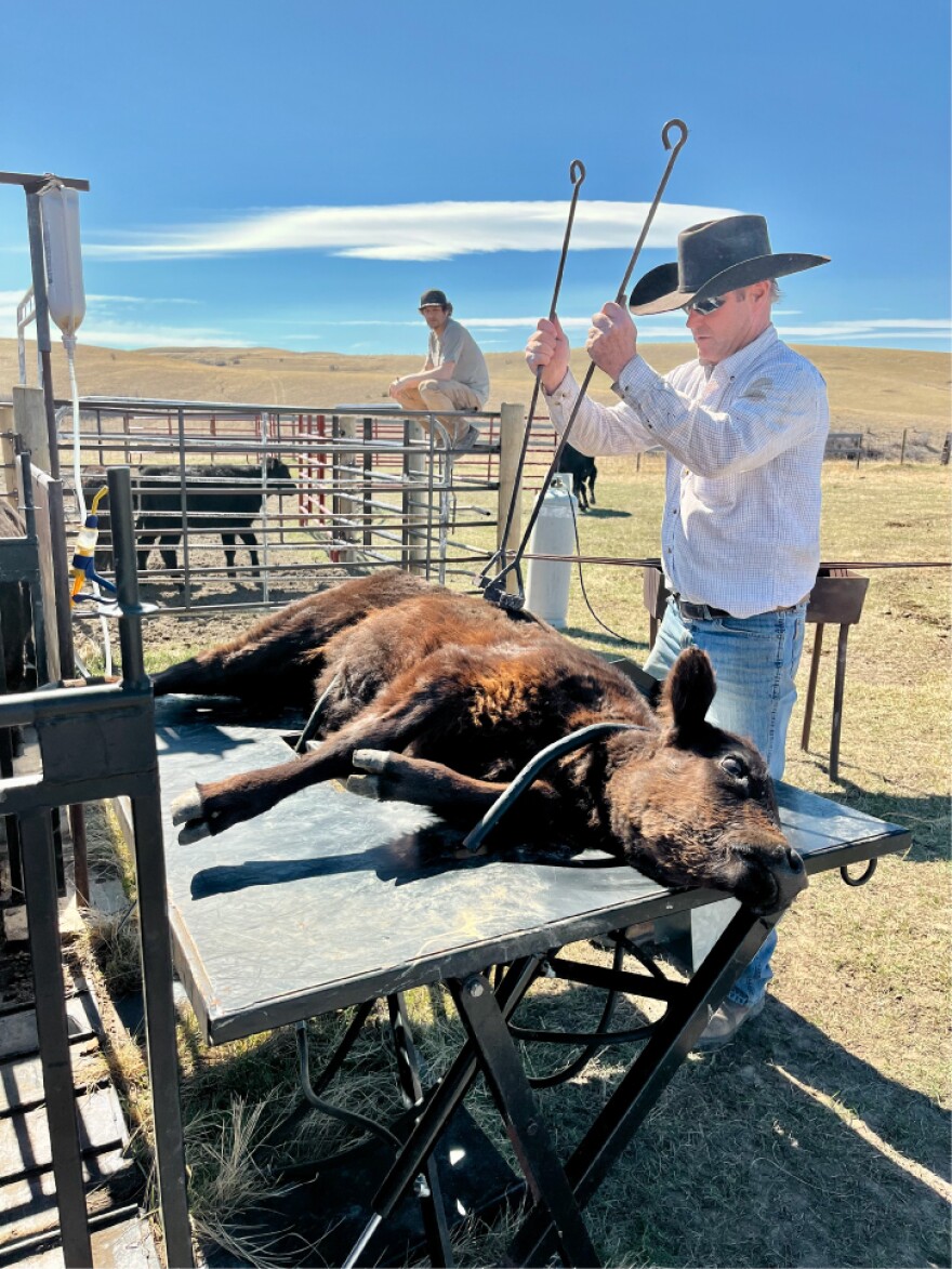 Rancher Lamont Herman prepares to brand a calf at an unseasonably warm March branding