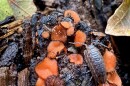 A brown, segmented pill bug crawls among orange eyelash cup fungi near Marine on St. Croix on Sept. 2, 2025.
