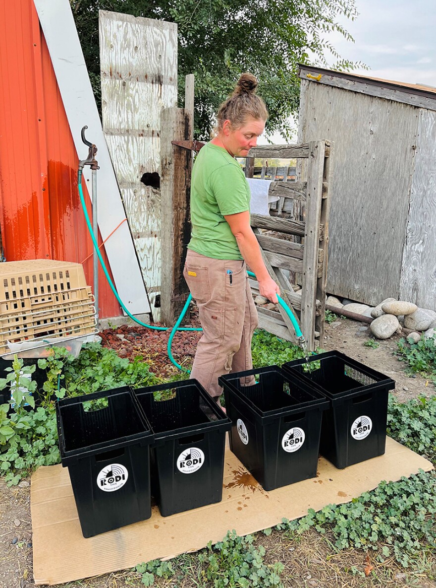 Carah Ronan fills buckets for market bouquets at Rodi Farm in Laurel