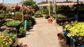 Bedding plants for sale at Oklahoma City's Farmer's Public Market District