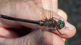 American Emerald Dragonfly