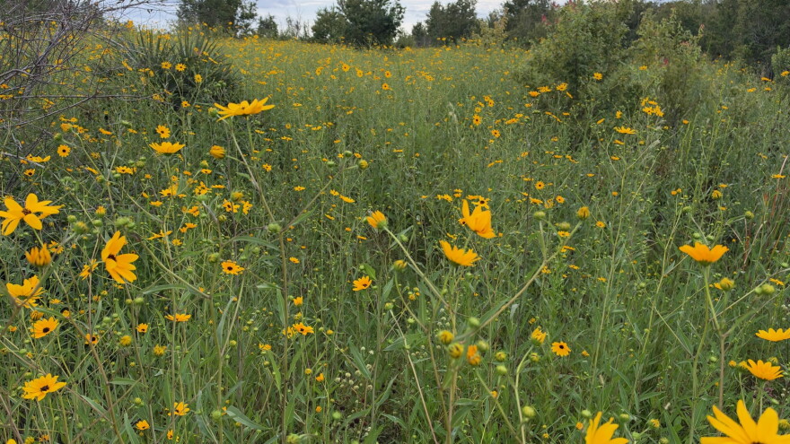 Acres and acres of Collier County Conservation Pepper Ranch Preserve are transformed into a sea of gold each October as the native wildflowers known as Southeastern sunflowers reach full bloom.
