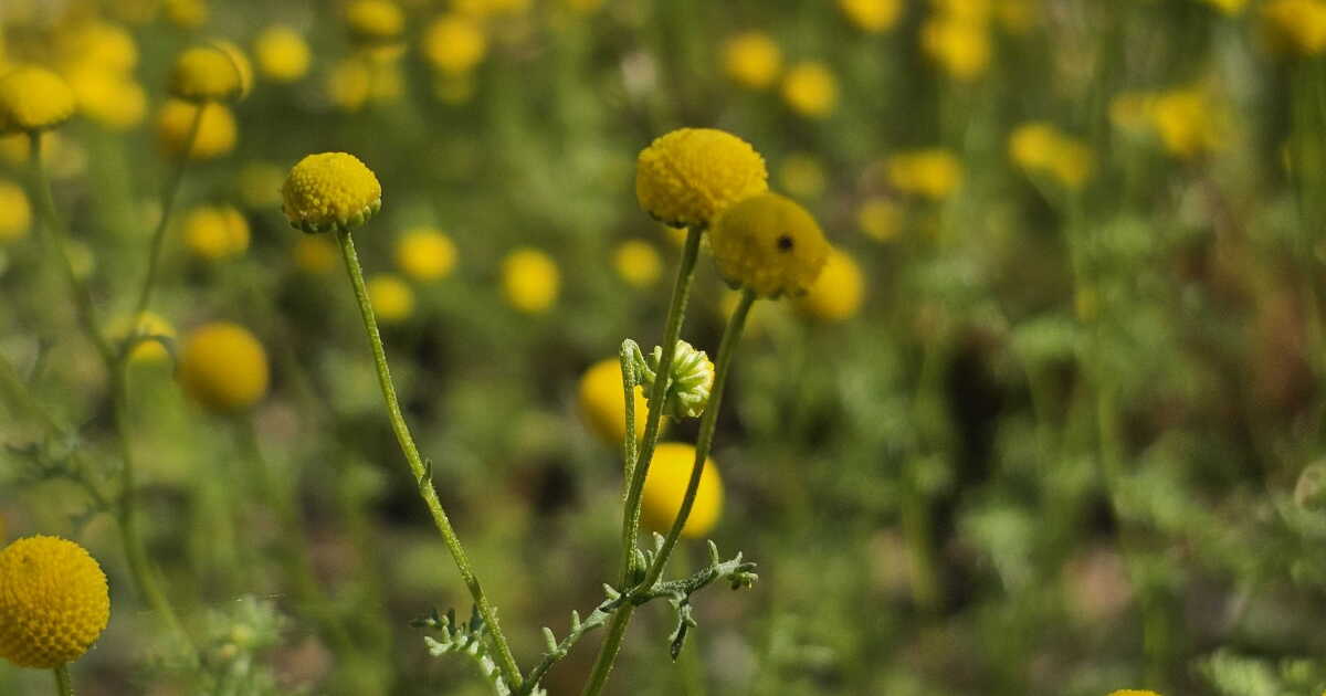 Arizona researchers are mapping out invasive grasses to figure out where wildfires might strike