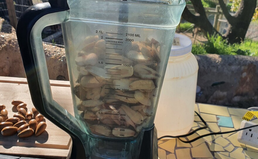 The acorns are shelled and ready to process.