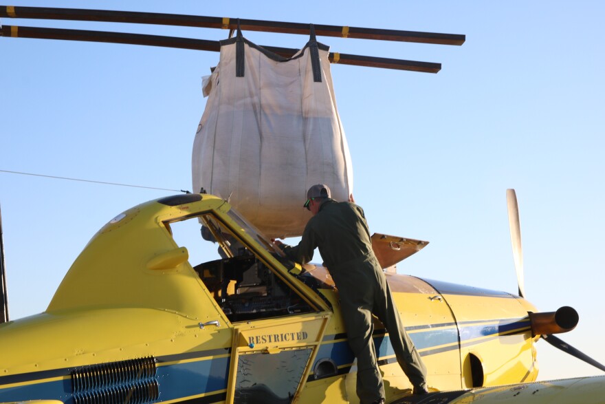 A man in a green jumpsuit and a ballcap leans over a hatch of a yellow airplane with a blue and black stripe down the side. Above him is a giant canvas bag hanging from two fork lift arms. It is filled with seed. 